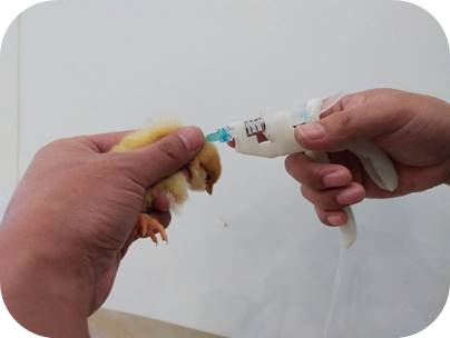 Disposable Continuous Syringe 